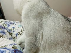 -老吴的猫·猫舍(新区店)