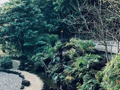 -深圳仙湖植物园