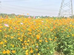 -紫颐香薰山谷景区