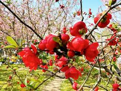 -上海共青森林公园