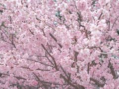 -蜀冈西峰生态公园