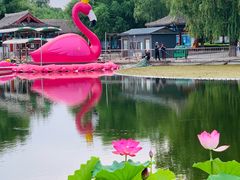 -莲花池公园