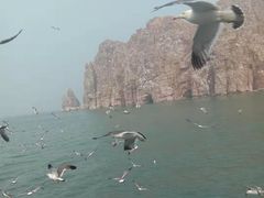 景点-长岛万鸟岛