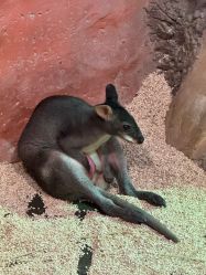 -Zoolung Zoolung动物主题公园(海信广场店)