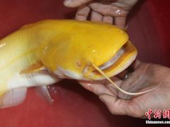 -聚福源·特色川菜馆·烤羊排
