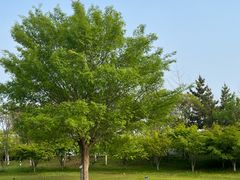 -桃花岛公园