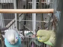 -大龙山(地铁站)