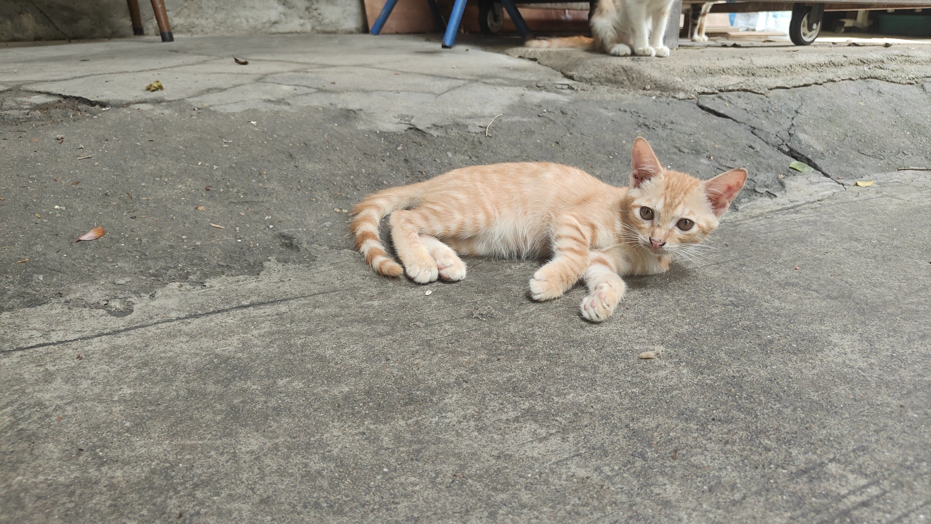 毛手毛脚萌友会 #幸福日常分享~ 猫猫