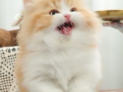-钦宠·猫咪售卖·洗护·寄养(东圃旗舰店)