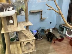 -牛喵喵铜锅牛肉馆