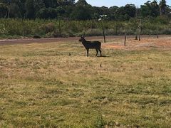 -威勒比开放式动物园