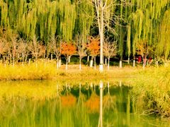 -大兴滨河森林公园