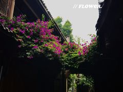 -黄龙溪古镇