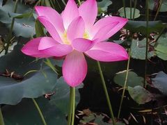-荷塘月色湿地公园·向阳花洲
