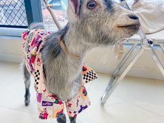 -怪兽屋·羊驼·猫咖·狗咖(俊华广场店)