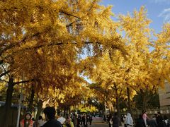 -三里屯东五街银杏大道