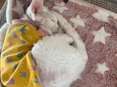 -猫腻·猫咖·撸猫馆(星光大道店)