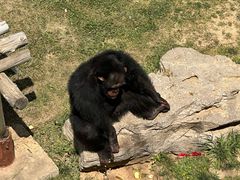 -西霞口神雕山野生动物世界