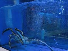 -红顶食府(滨湖九号店)