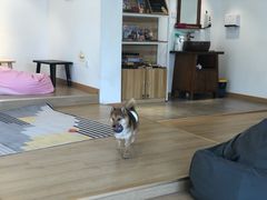 -南京Hallo宠物乐园·哈罗犬舍·柴犬繁育基地