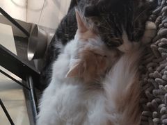 -平行世界·猫咖(首经贸店)