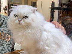 -猫小院猫主题餐厅(南锣旗舰店)