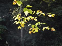 -黎坪国家森林公园