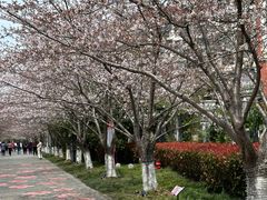 -高东镇樱花园