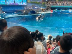 -海合安成都极地海洋公园
