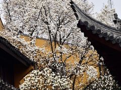 -龙华寺