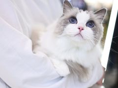 -momokira米努特·德文卷毛猫·棉花面纱犬