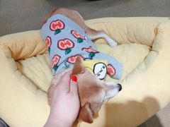 -逗柴咖啡屋·狗咖猫咖宠物桌游