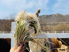 -大连铭湖国际观光牧场