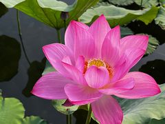 -莲花池公园