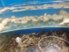-四海蒸鲜蒸汽海鲜自助(北戴河店)