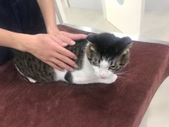 -佳雯宠物医院(金华南路分院)