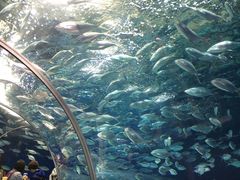 -上海海洋水族馆