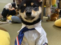 -逗柴咖啡屋·狗咖猫咖宠物桌游