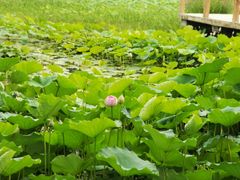 -微山湖红荷湿地景区