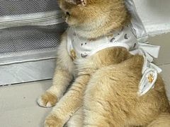 -中农国际动物医院24小时·猫科·骨科·急重症中心