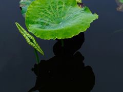 -荷塘月色湿地公园·向阳花洲