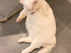 -飞行喵MR PILOT|猫舍·猫咖(静安大融城店)