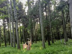 -东平国家森林公园