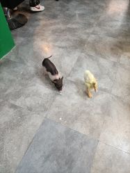 -神奇动物撸宠馆·羊驼·小浣熊·异宠(豫园店)