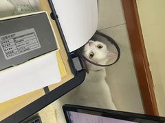 -艾贝尔宠物诊疗