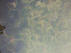 android_upload_pic-溱湖国家湿地公园