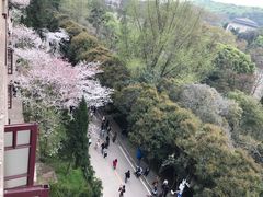 -武汉大学-樱园