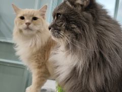 -安格丽娜·狗咖·猫咖羊驼咖(春熙路百盛商场店)