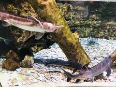 -迪拜水族馆及水下动物园