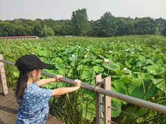 -月湖风景区